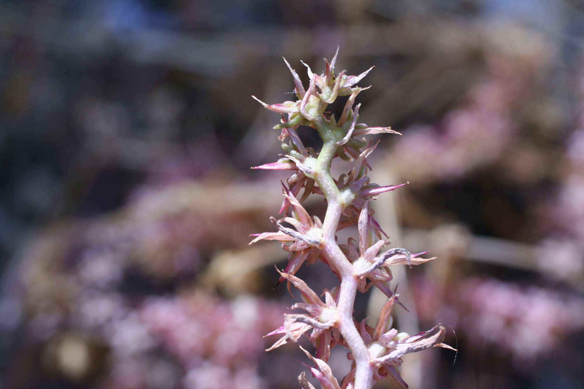 Phedimus stellatus / Borracina spinosa